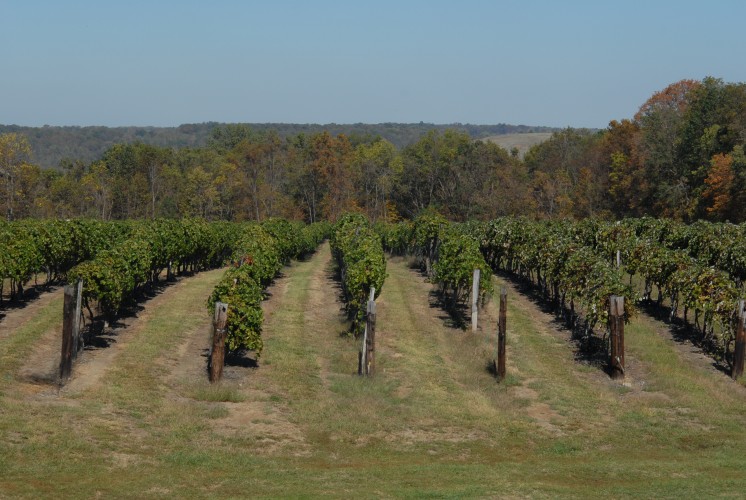 Valley Vineyards offers a stunning landscape upon almost 125 acres of land.