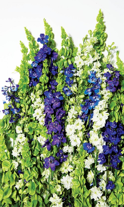 Zinncinnati Florist