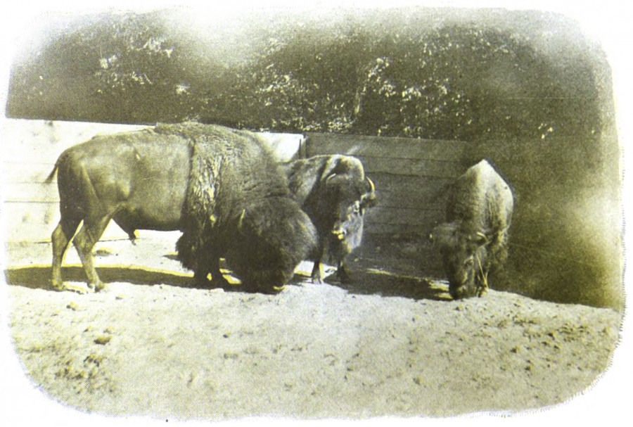 Photo of Bison at the Cincinnati Zoo Studies In Zoology: A Book Devoted To Animals And Animal Life At The Cincinnati Zoological Garden, Published 1900 by the Cincinnati Zoological Company. These bison from a 1900 Cincinnati Zoo guide are more animated than the "Great Buffalo Hunt" bison from 1851.