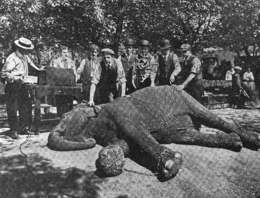 Lady Lou, trained elephant of the W.W. Powers performing troupe, lies in Chester Park as she is x-rayed on 17 May 1908 by Newport's Kelley-Koett Manufacturing Company