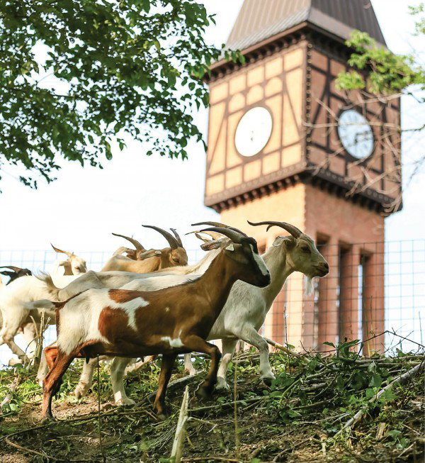 Goebel Goats