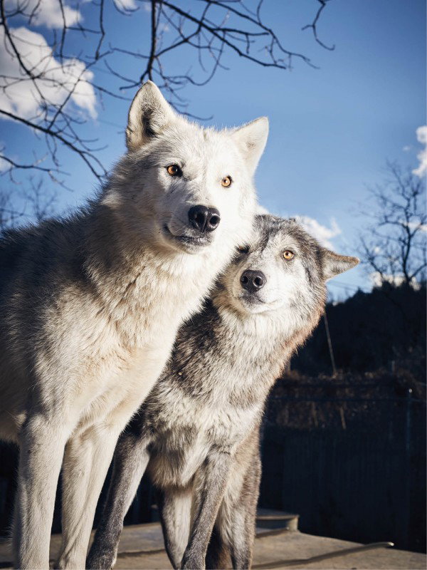 Wolf Creek Habitat & Rescue