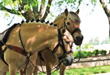 Saddle Up at the Historic Kentucky Horse Park