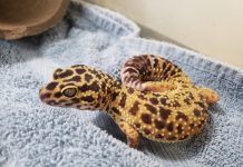 11 Pet Adoption and Foster Organizations To Check Out