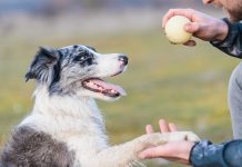 Three Training Solutions to Help You and Your Dog
