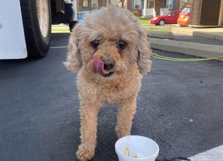 Beat the Dog Days of Summer with Ice Cream For You and Your Dog