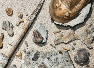 The Queen City’s Fossilized Mascots